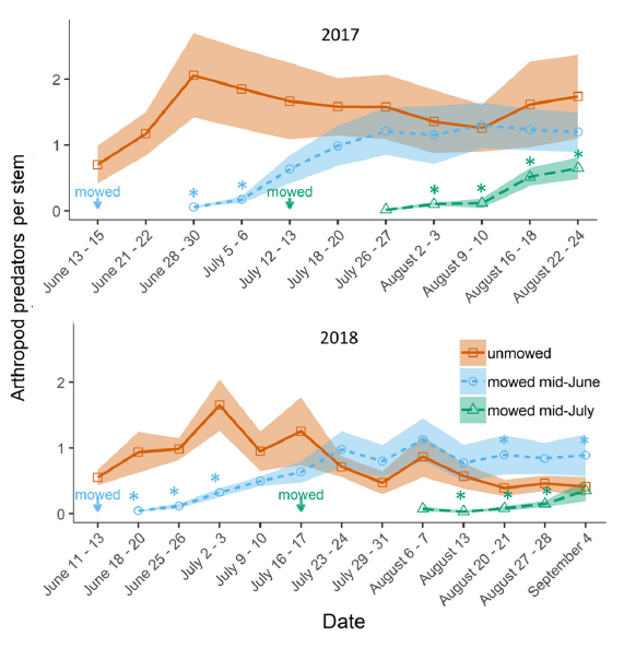 We found less predatory arthropods on milkweed stems that were regenerating after disturbance. Points represent the mean number of predators per milkweed stem, and shaded areas denote the SEM. Asterisks show significant pairwise contrasts within each week, indicating when a given treatment differed from the undisturbed control. Data from July-mowed plots on July 26–27 in 2017 and August 6–7 in 2018 were excluded from analysis because less than half of them had produced regenerating stems leading to unbalanced sample sizes.